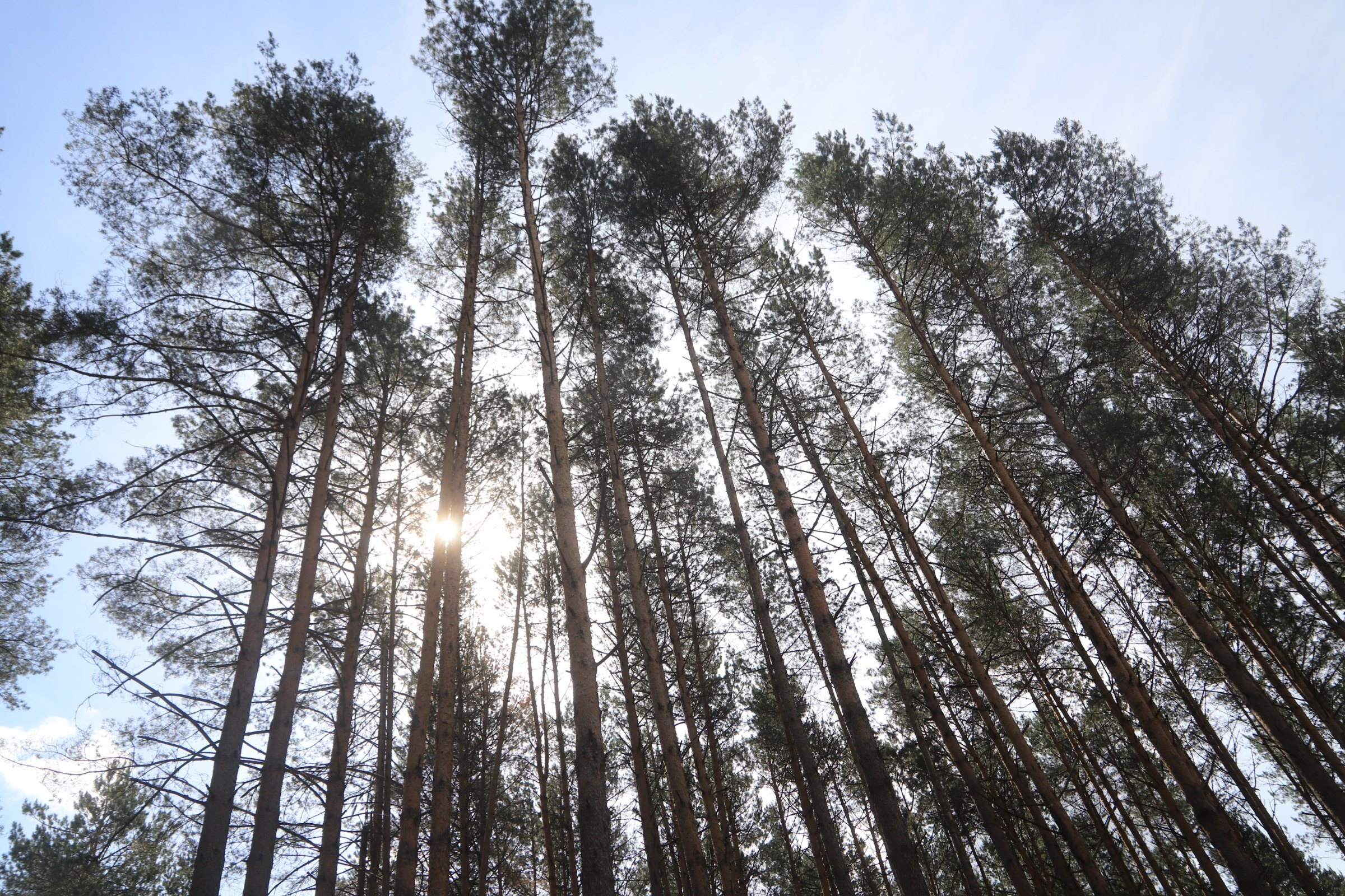 У Петрыкаўскім лясгасе распачаўся семінар "Ажыццяўленне кантролю якасці лесаматэрыялаў і выкананне патрабаванняў аховы працы пра нарыхтоўцы драўніны"