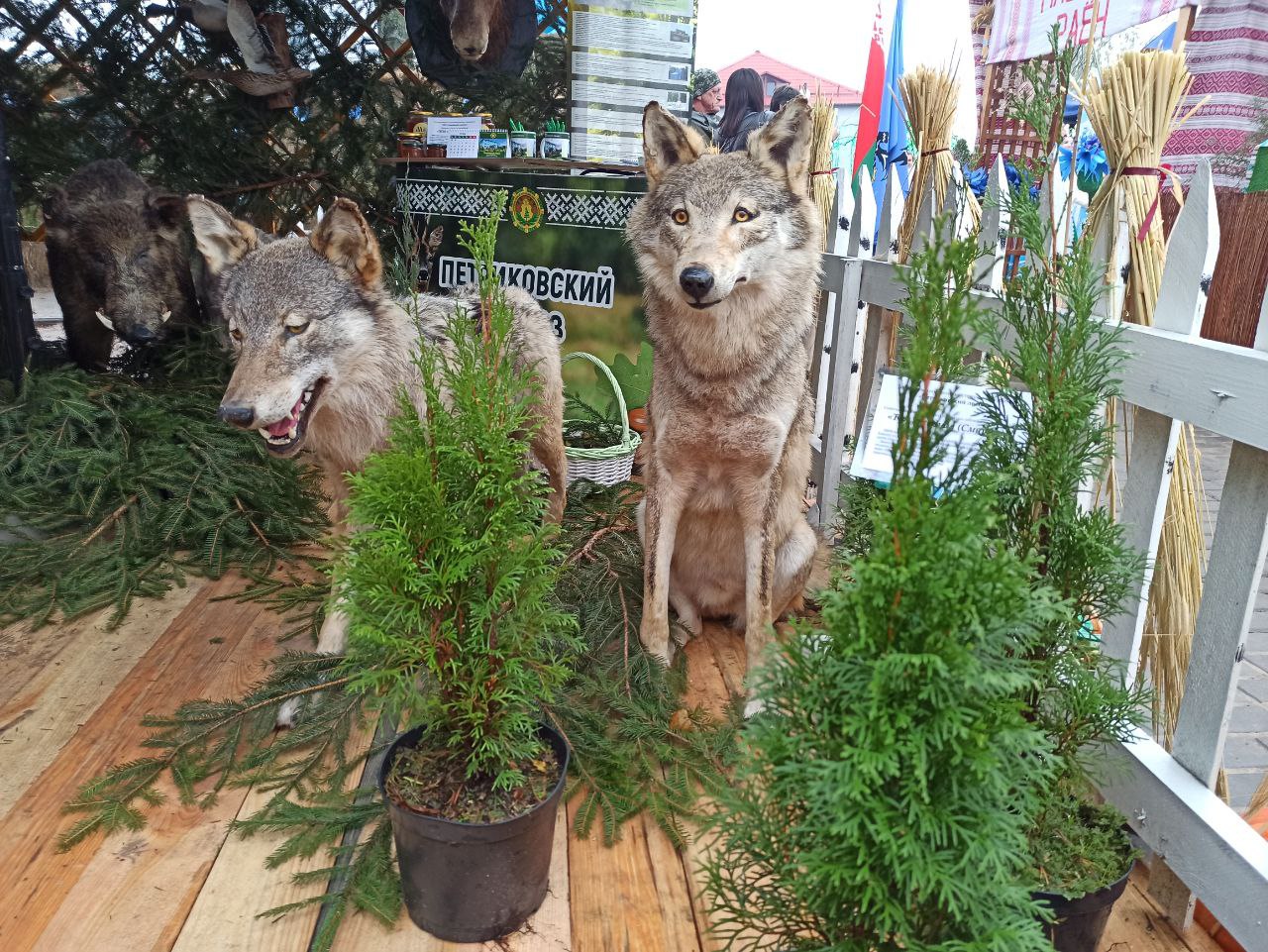 ФОТАРЭПАРТАЖ:  Петрыкаўскі падворак гасцінна запрашае ўдзельнікаў і гасцей абласнога аграфэсту "Дажынкі-2024"