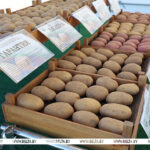 Как в Беларуси с картошкой? Овощ номер один сегодня в центре внимания Лукашенко