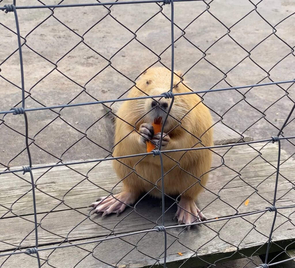 Пресс-тур молодых журналистов и блогеров в национальном парке «Припятский»!
