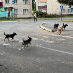 Мы ў адказе за тых, каго прыручылі