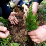 «Аллея семейных деревьев»