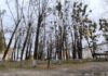 Сухастойнае дрэва – крыніца небяспекі