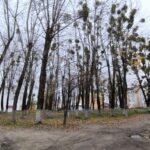 Сухастойнае дрэва – крыніца небяспекі