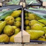 Белорусские таможенники установили шесть фактов незаконного перемещения в Россию груш