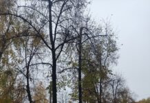 Стан дрэў уздоўж алеі