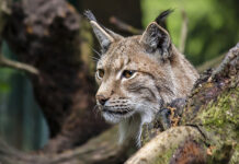 В каких областях Беларуси больше всего рысей, рассказали в БООР