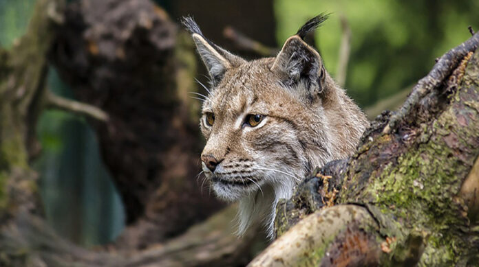 000022_1763538455_749462_big