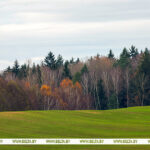 Не просто природный ресурс, а часть жизни, судьба. Крупко о значении леса для Гомельской области