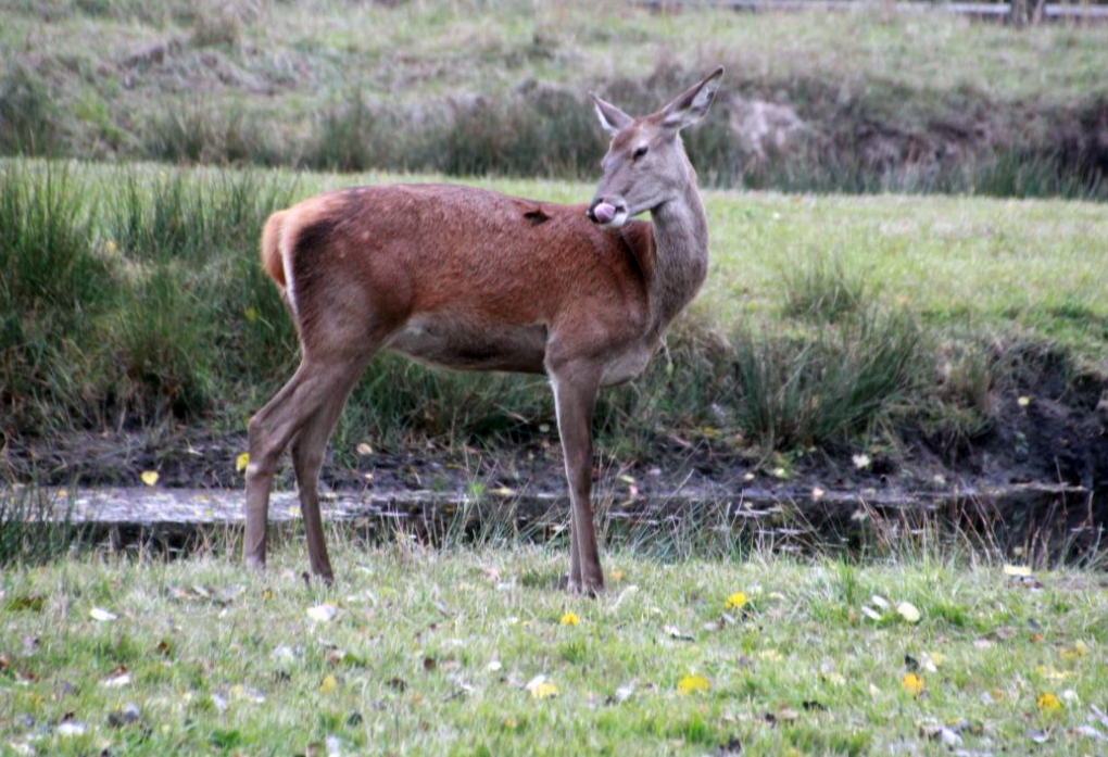 Паляванне без стрэльбы