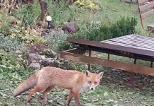 Ліс на падворку: прыемная сустрэча ці пагроза