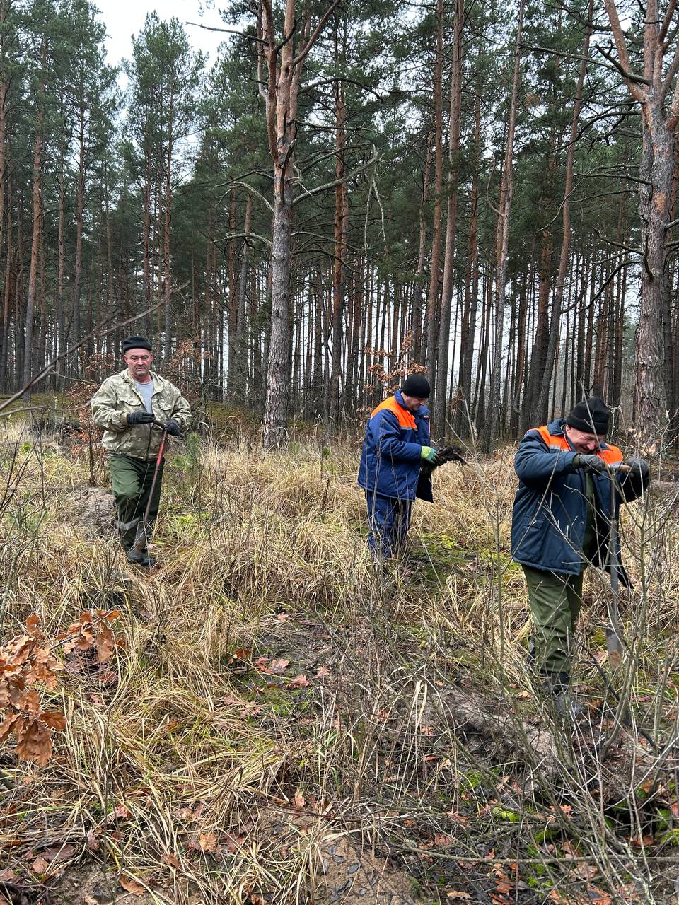 Лесоводы Петриковщины помогают восстанавливать леса Лоевского района