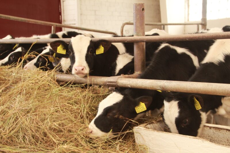 Хто звык да работы, той і мець будзе