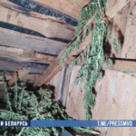 Свыше 17 кг каннабиса подготовил на продажу житель Калинковичей, его задержали