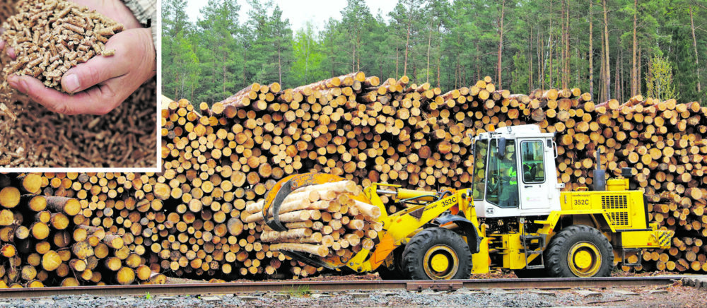 Гаспадарскі падыход ва ўсім. Чаму Беларусі важна развіваць дрэваапрацоўку і вытворчасць пялет