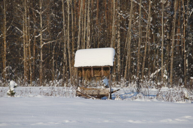 Зімовыя “сталовыя”