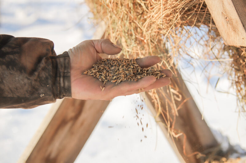 Зімовыя “сталовыя”