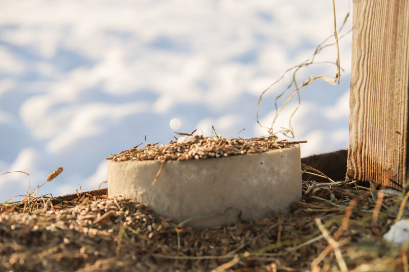 Зімовыя “сталовыя”