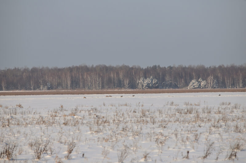 Зімовыя “сталовыя”