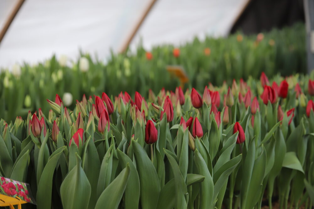 Святочны настрой ад лясгаса