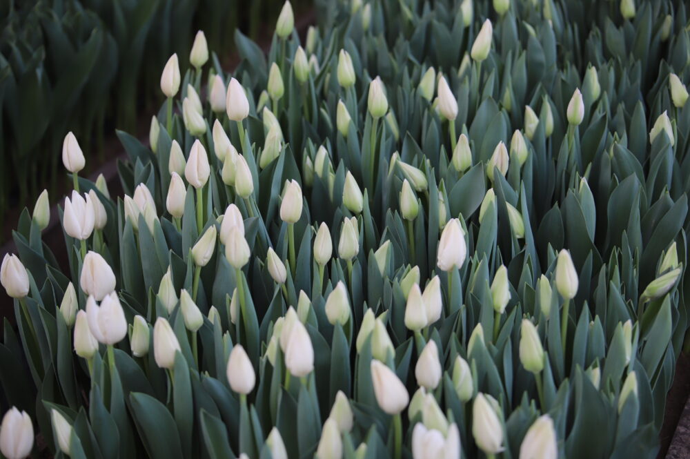 Святочны настрой ад лясгаса