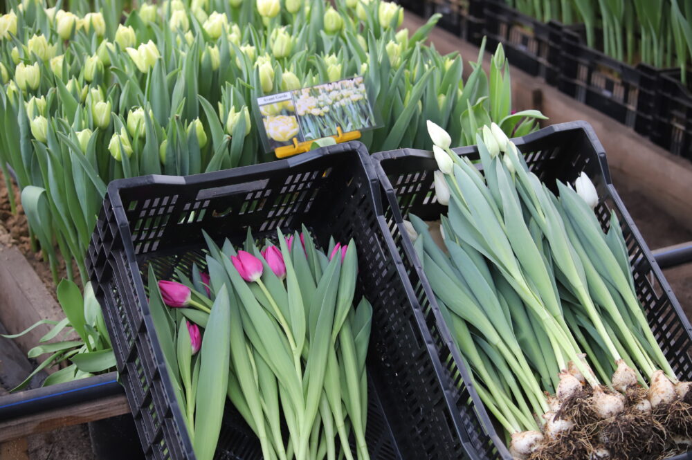 Святочны настрой ад лясгаса