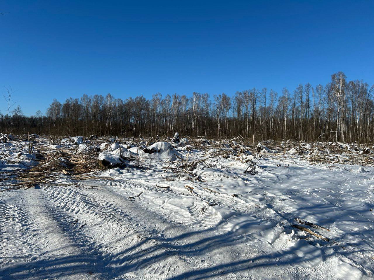 Ліпень 2024: выпрабаванне для ляснога фонду Беларусі