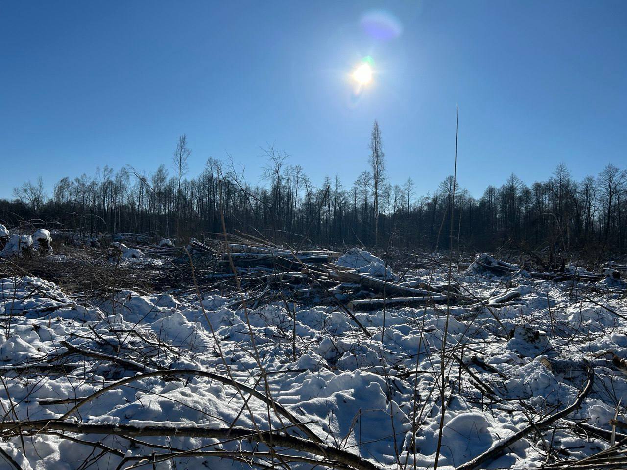 Ліпень 2024: выпрабаванне для ляснога фонду Беларусі