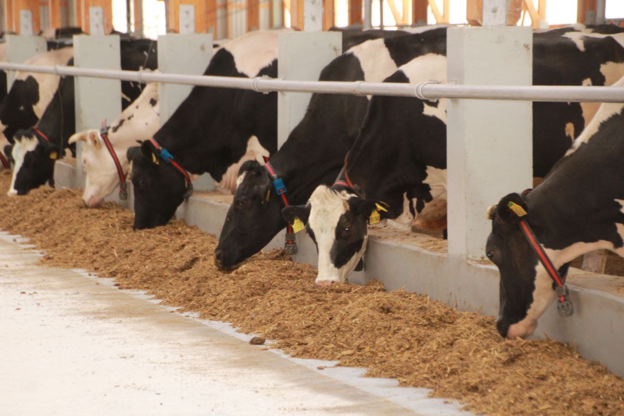 Губернатор Гомельской области Иван Крупко сегодня находится с рабочим визитом в Петриковском районе