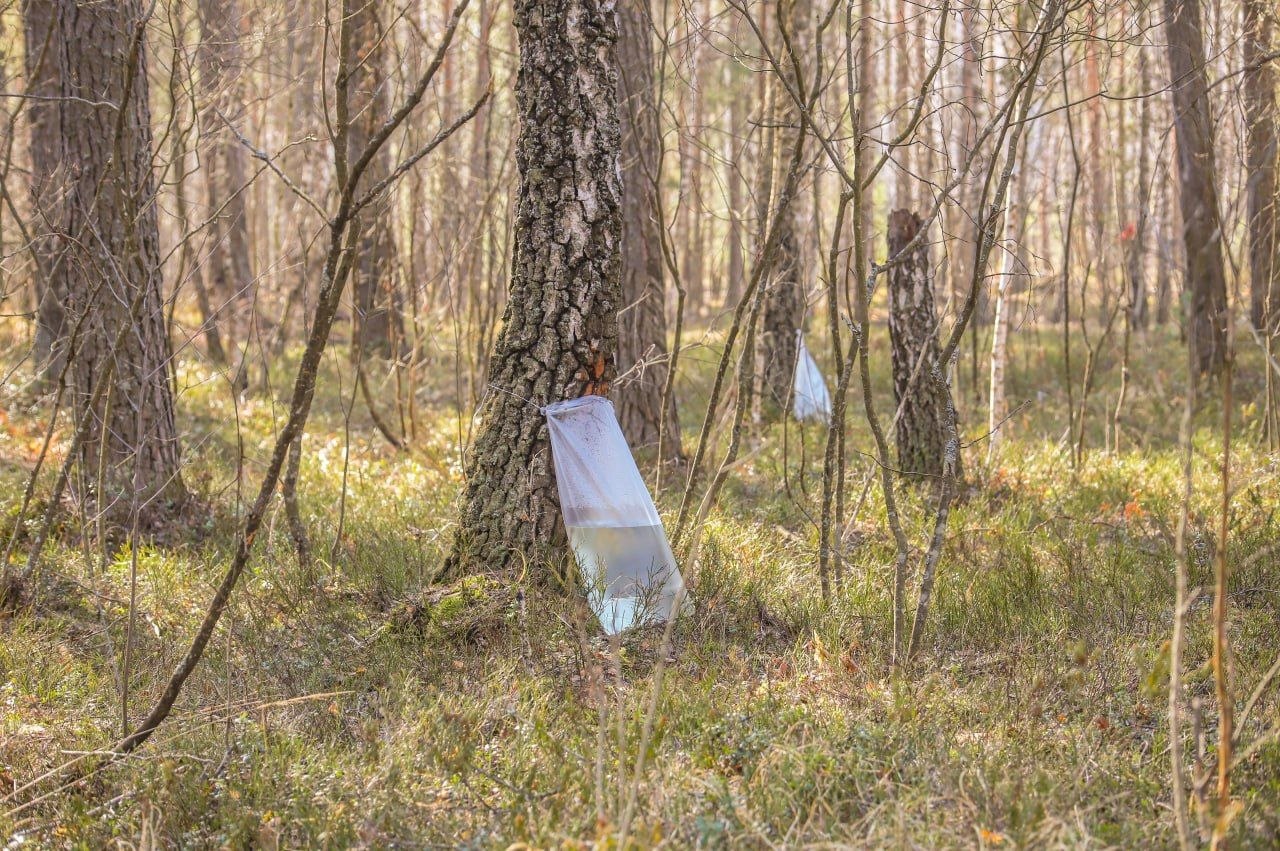 Березовый фреш прямиком из леса: как это было!