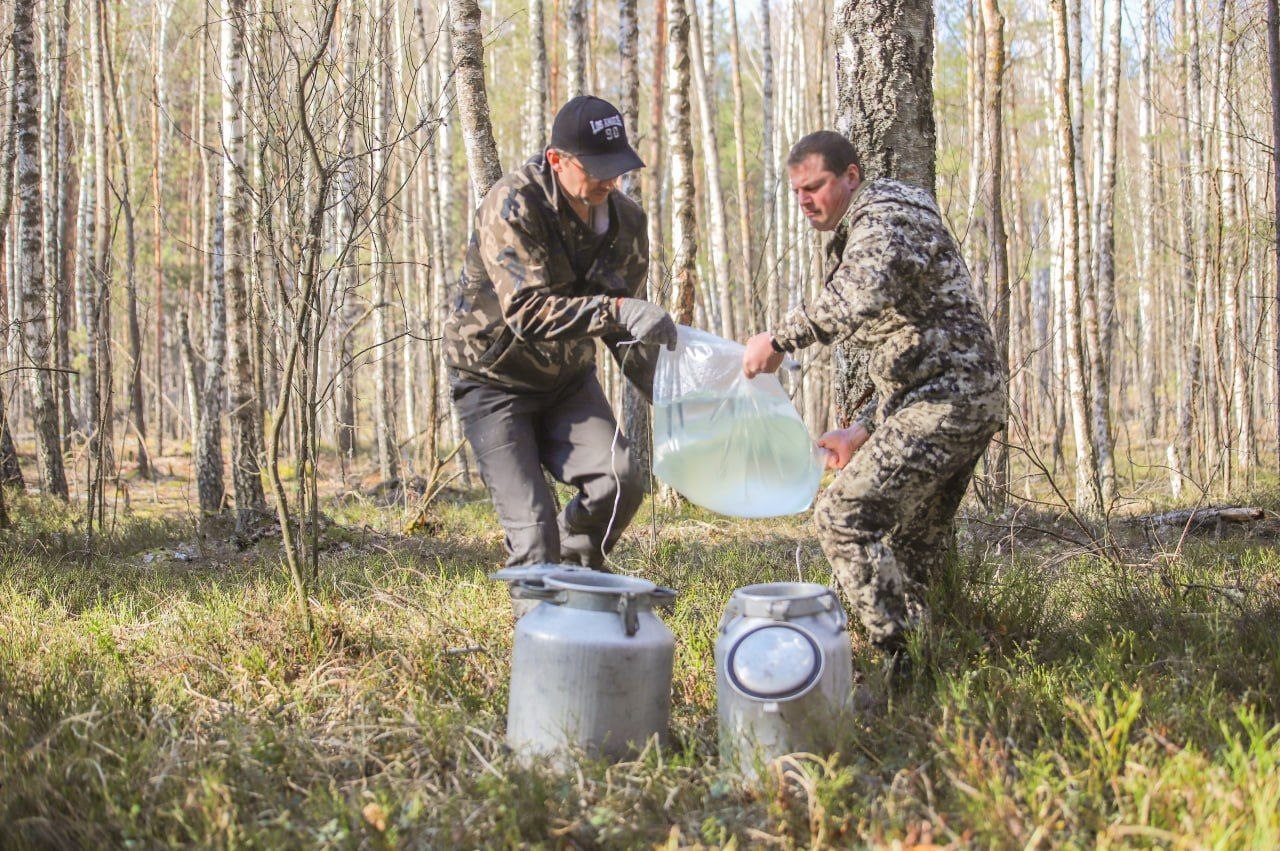 Березовый фреш прямиком из леса: как это было!