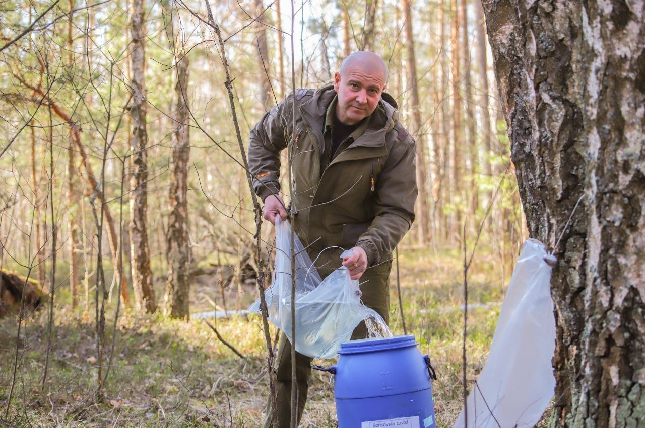 Березовый фреш прямиком из леса: как это было!