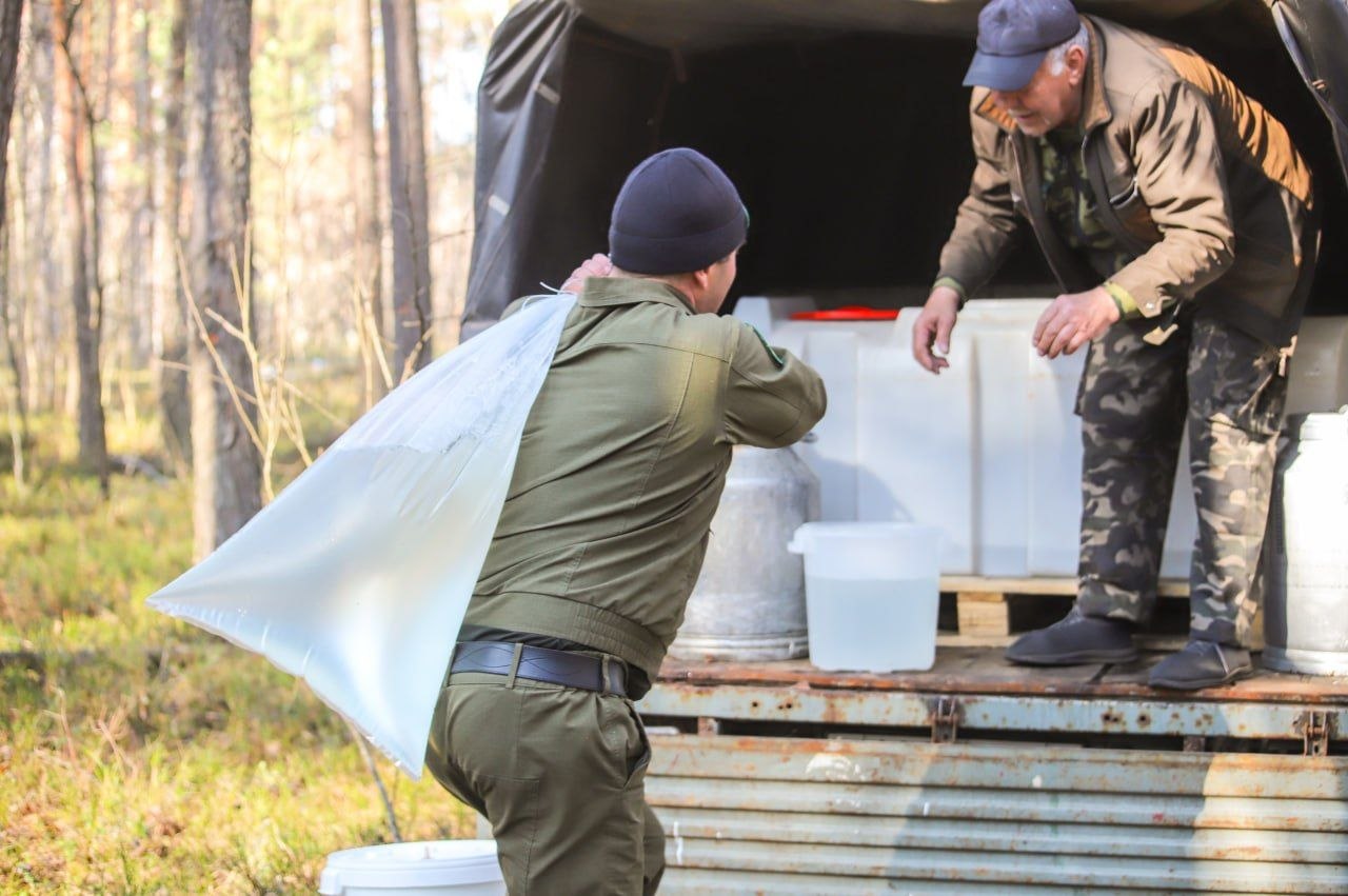 Березовый фреш прямиком из леса: как это было!