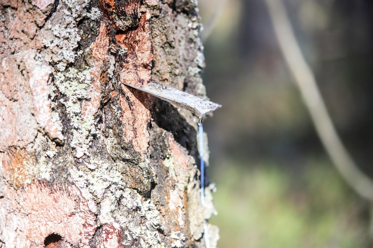 Березовый фреш прямиком из леса: как это было!