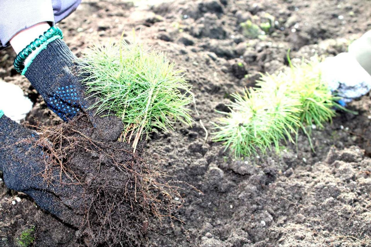 Первые дни студенческого отряда в Национальном парке «Припятский»