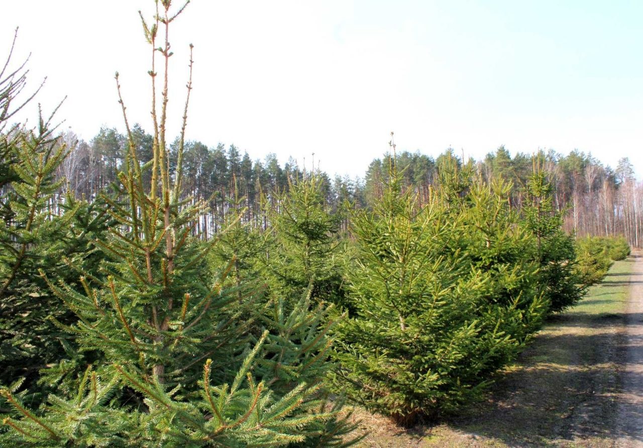 Профориентационная экскурсия в лесном питомнике