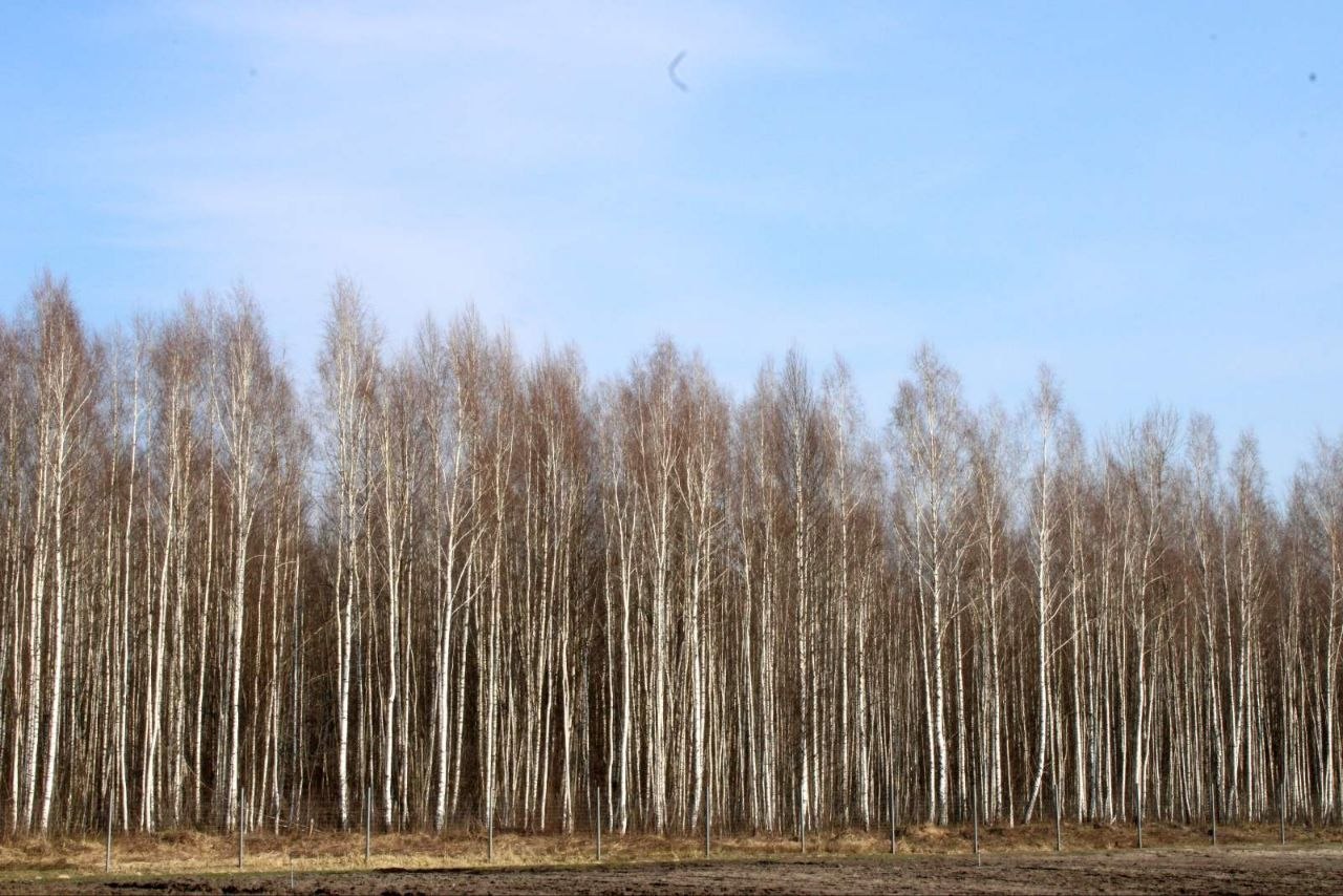 Профориентационная экскурсия в лесном питомнике