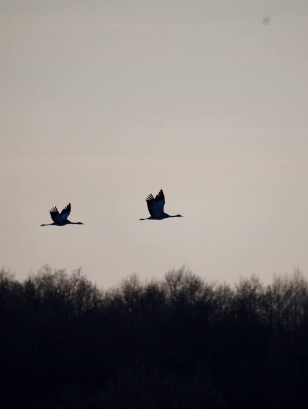 Жураўлі на Палессе ляцяць