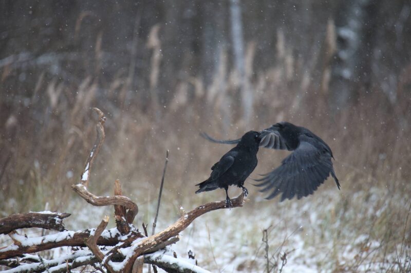 Жураўлі на Палессе ляцяць