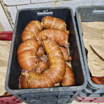 КГК Гомельской области выявил многочисленные нарушения в работе субъекта потребкооперации