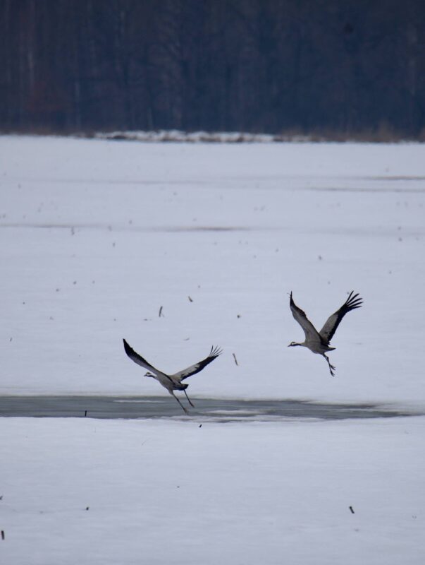 Жураўлі на Палессе ляцяць