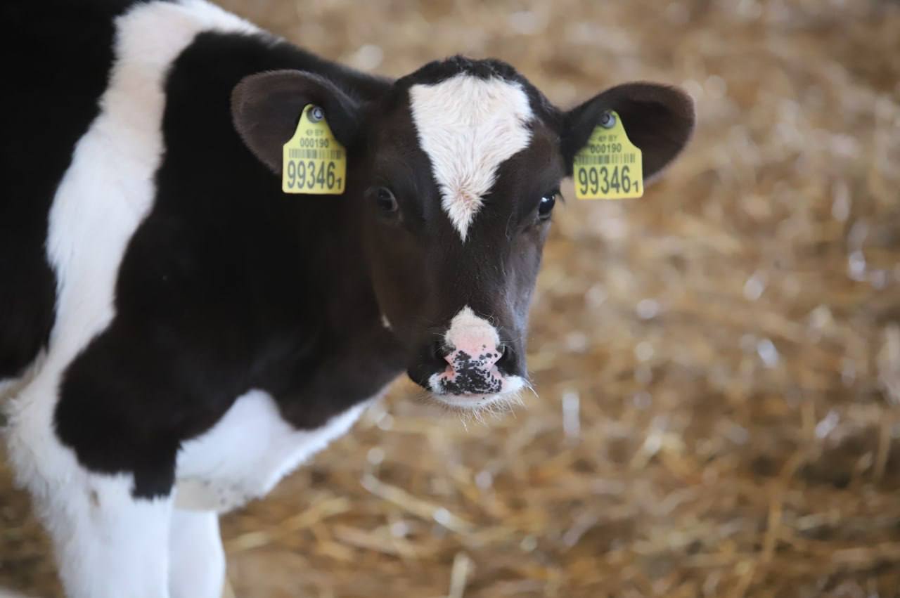 Рабочы візіт Святланы Сянько ў Капаткевічы