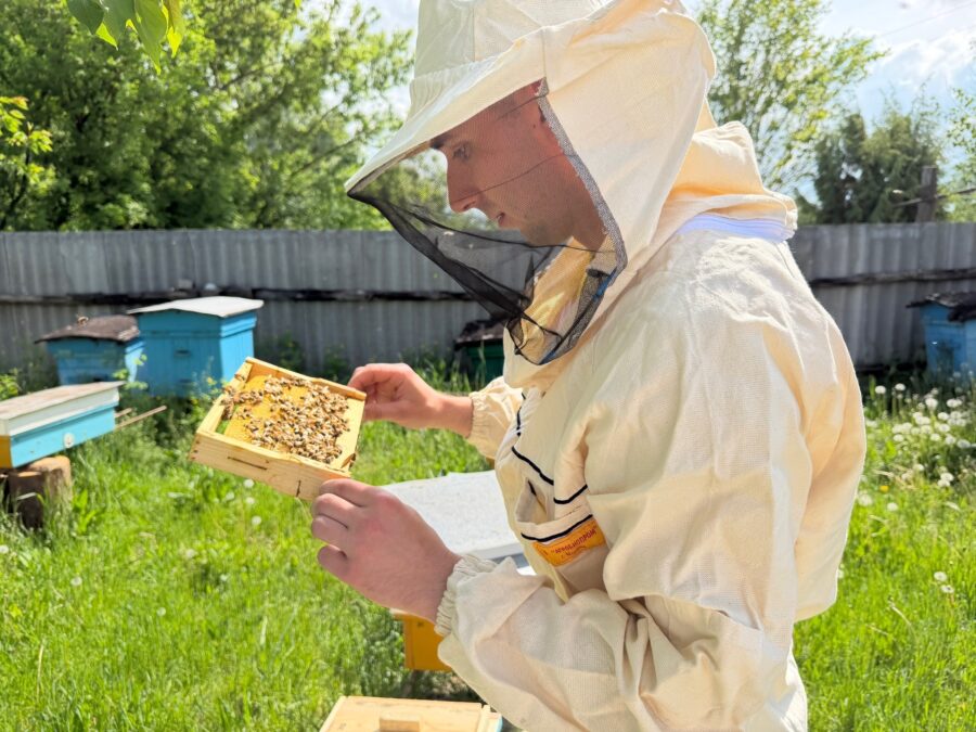 Ціхая мудрасць пчалінага рою