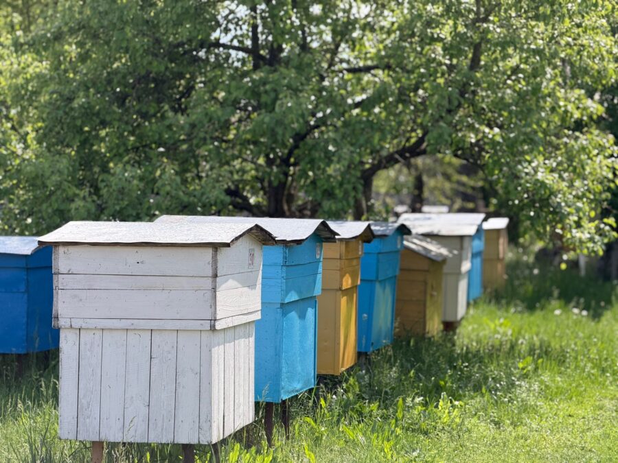 Ціхая мудрасць пчалінага рою