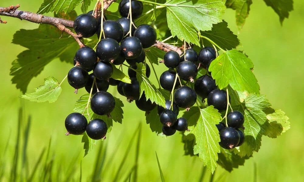 Чем болеет смородина: симптомы и лечение