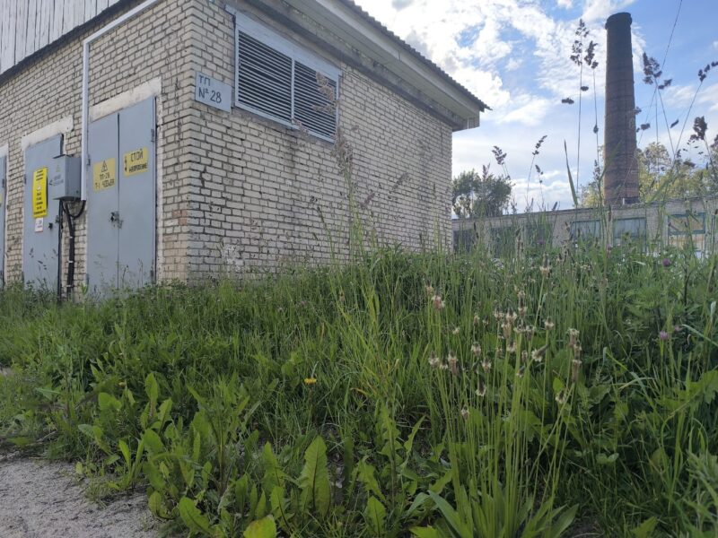 Зараснікі каля трансфарматара – не ёсць добра