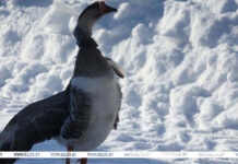 Гусиные забеги, обряды и много песен: как в Костюковичском районе «Гусінае свята» проводили