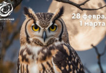 Услышать лес, испечь блины на дровяных свечах. «Ночь сов» пройдет в нацпарке «Припятский»