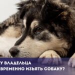 Когда у владельца могут временно изъять собаку?