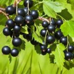 Чем болеет смородина: симптомы и лечение